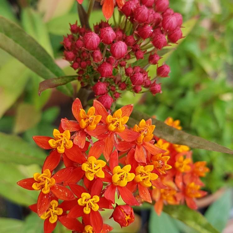 Plant image Asclepias