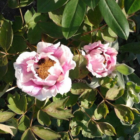 Plant image Paeonia x suffruticosa 'Kokuryu-nishiki' syn. Paeonia x suffruticosa 'Black Dragon Brocade'