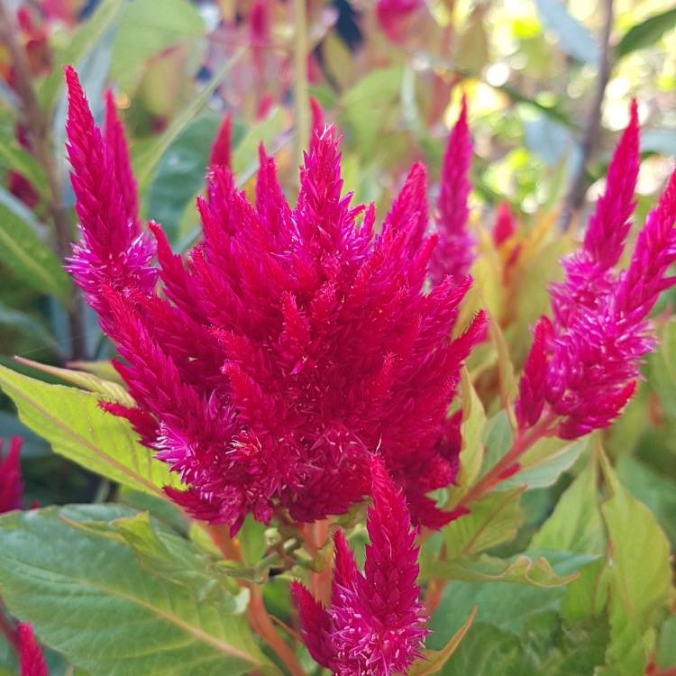 Plant image Celosia