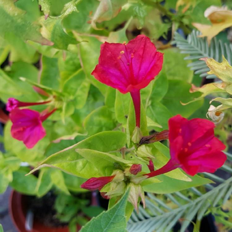 Plant image Mirabilis jalapa