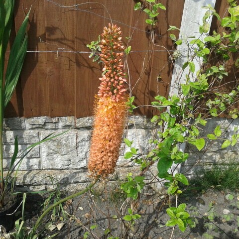 Plant image Eremurus x isabellinus 'Pinokkio'