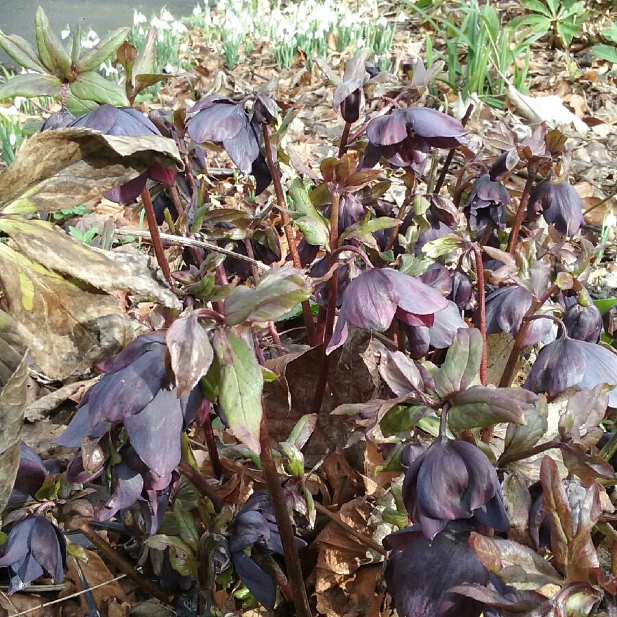 Plant image Helleborus x hybridus 'Harvington Shades Of The Night'