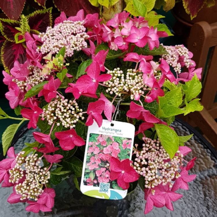 Plant image Hydrangea macrophylla 'Taube'