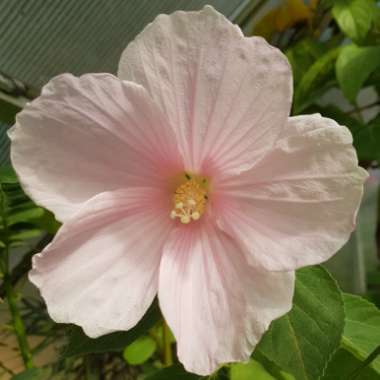 Hibiscus