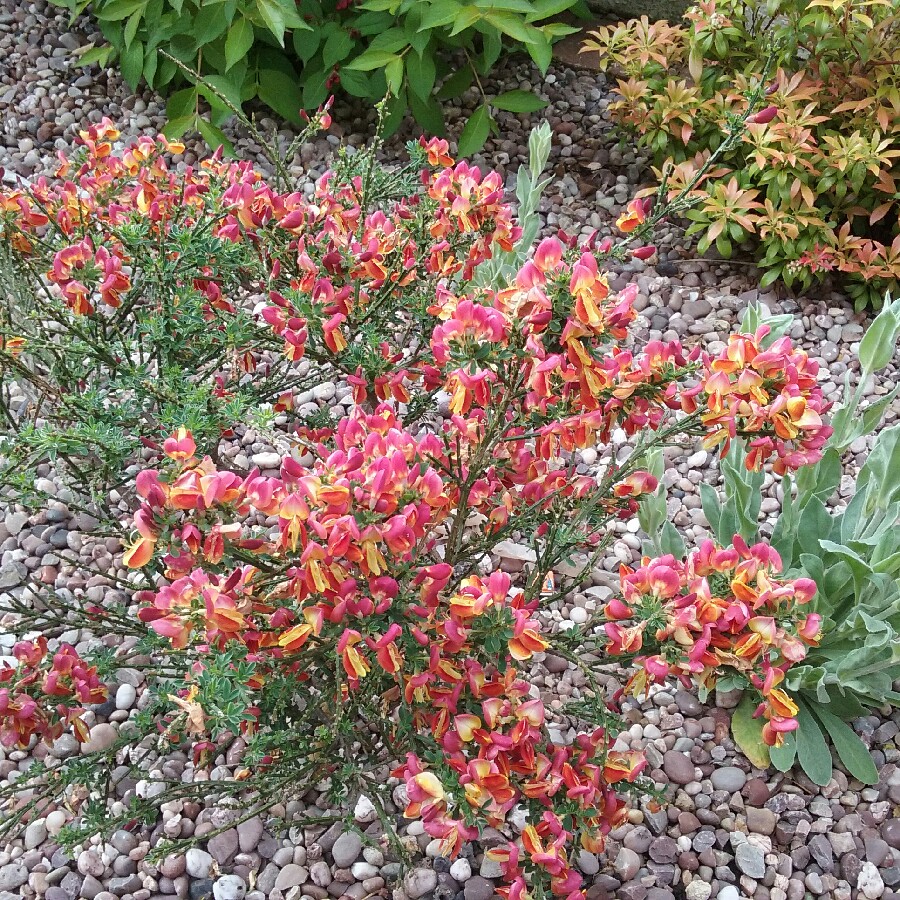 Plant image Cytisus x boskoopii 'Boskoop Ruby' syn. Cytisus 'Boskoop Ruby'