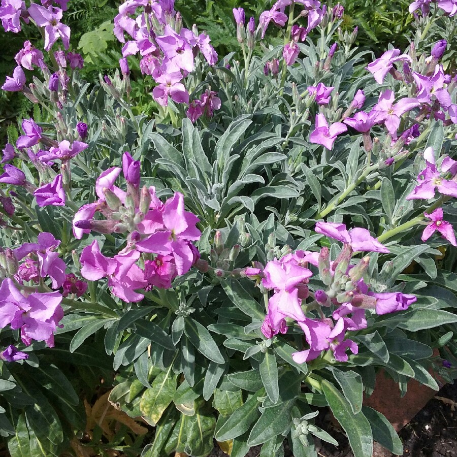 Plant image Matthiola Bicornis 'Starlight Scentsation'