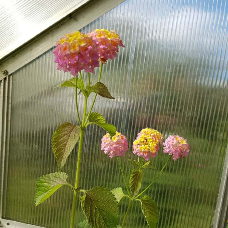 Plant image Lantana camara