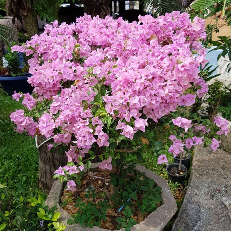 Plant image Bougainvillea