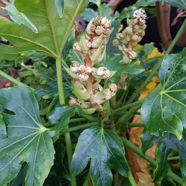 Plant image Fatsia japonica  syn. Aralia japonica