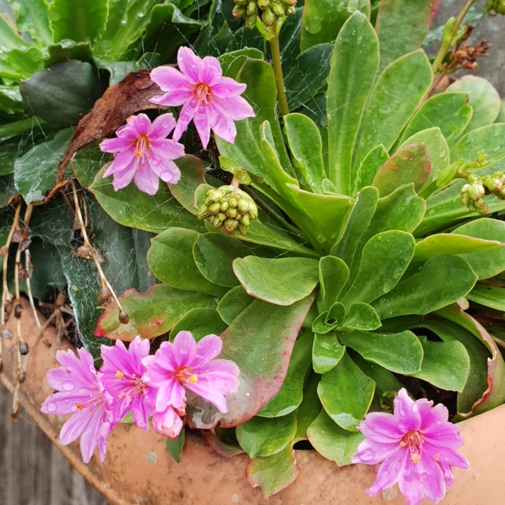 Plant image Lewisia Cotyledon