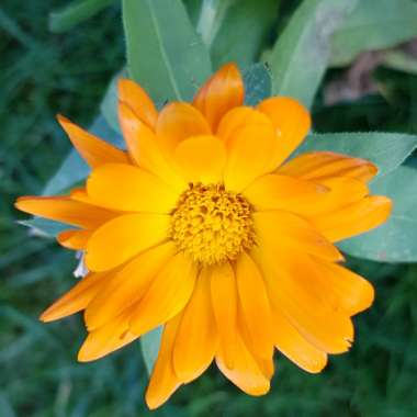 Calendula