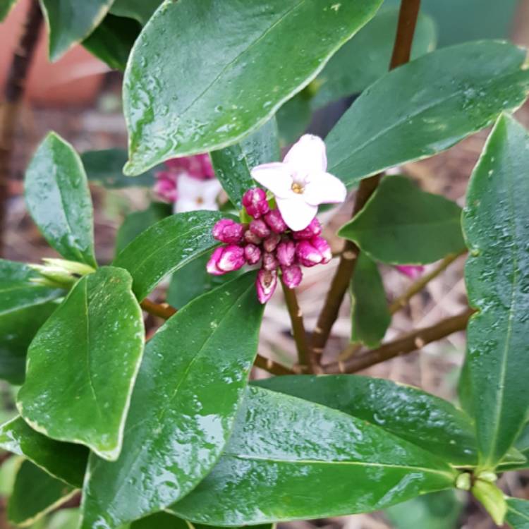 Plant image Daphne