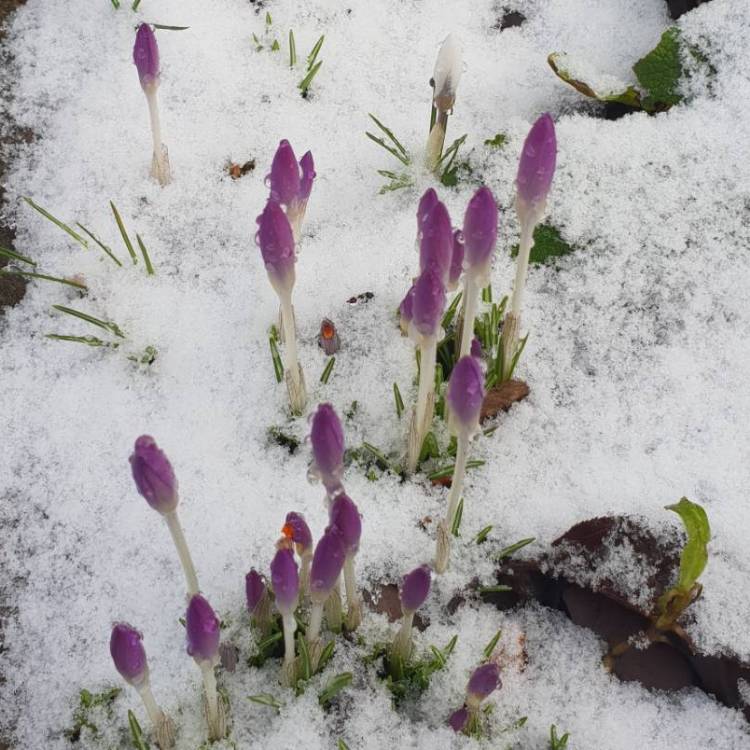 Plant image Crocus