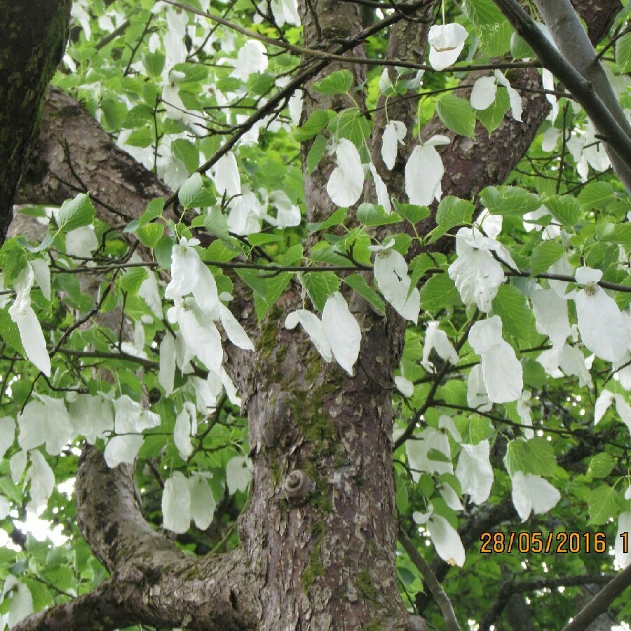 Plant image Davidia Involucrata