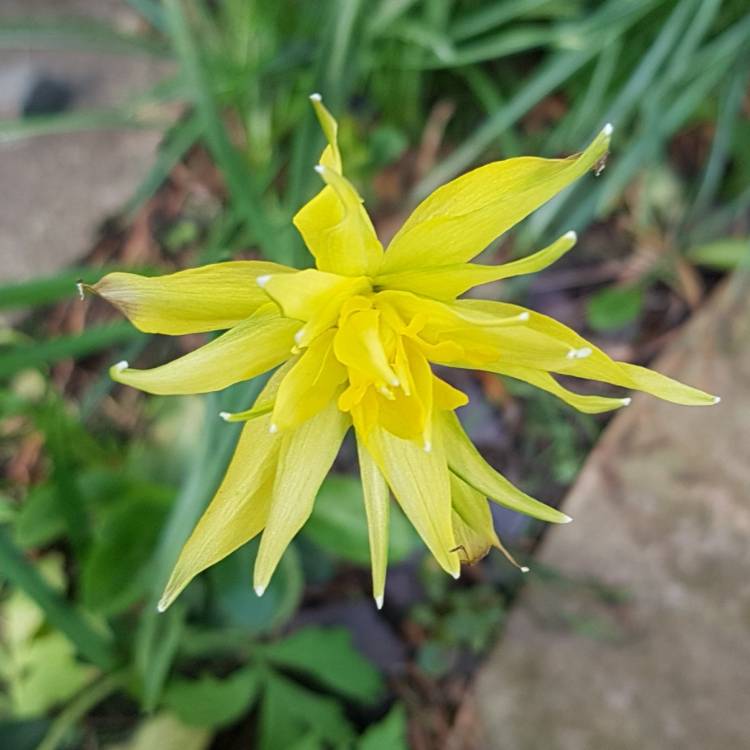 Plant image Narcissus 'Rip van Winkle' syn. Narcissus 'Plenus'