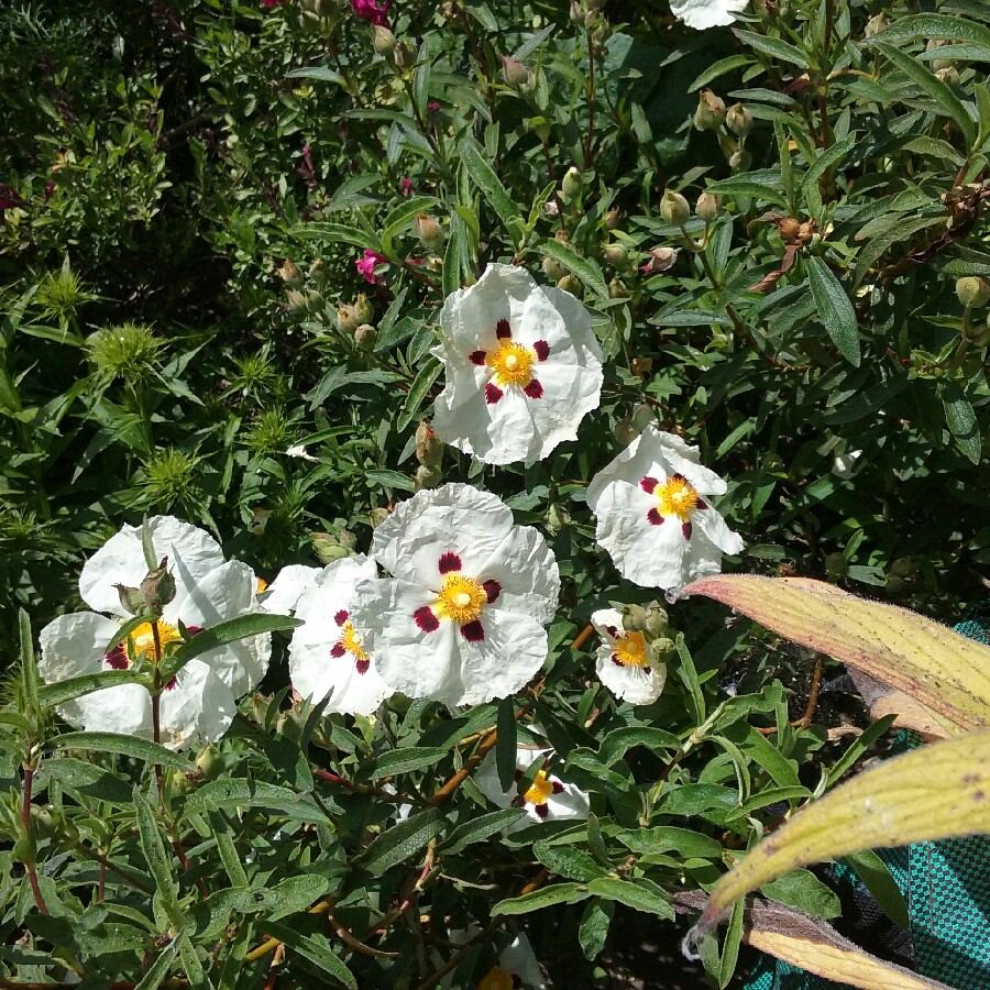 Plant image Cistus albidus f. 'albus'