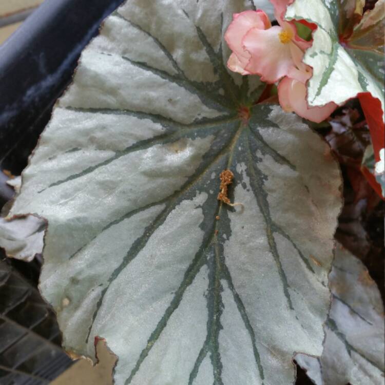 Plant image Begonia 'Looking Glass'