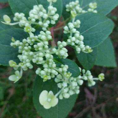 Hydrangea 'Blaumeise' (Teller Series)