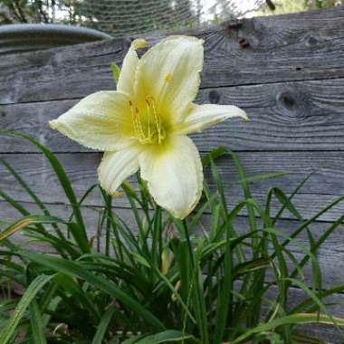 Trysha's garden