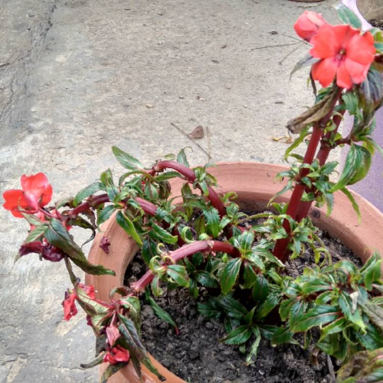 Plant image Impatiens x hybrida hort