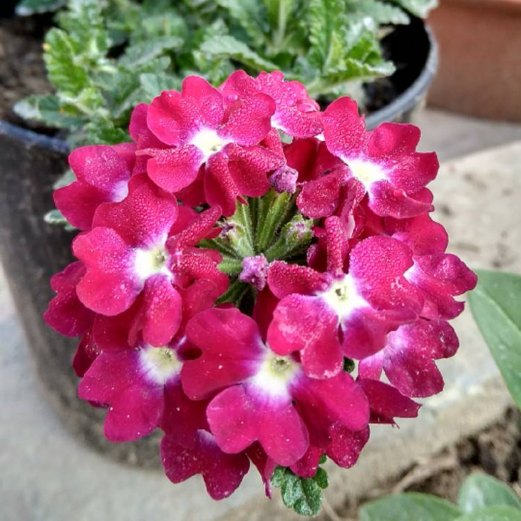 Plant image Verbena 'Empress Purple'