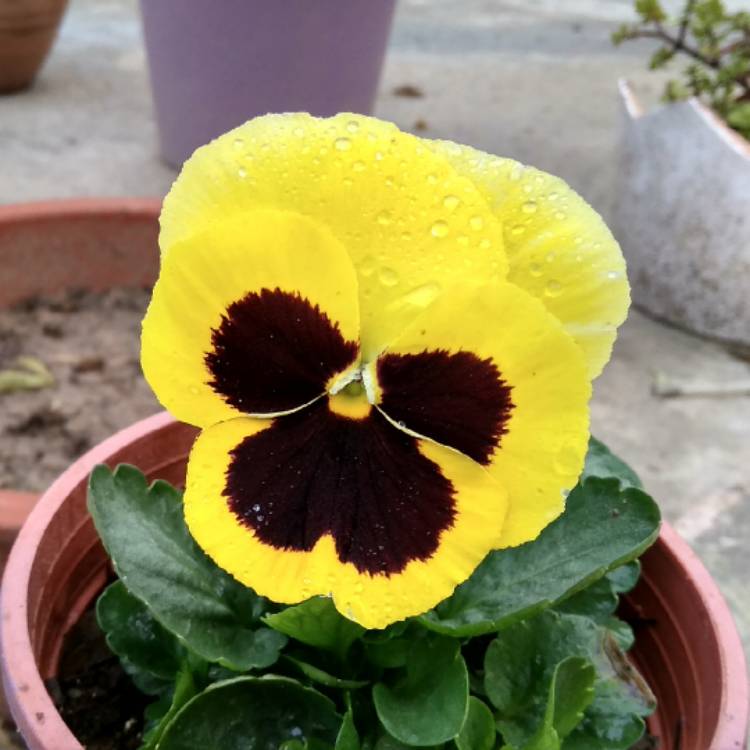 Plant image Viola x wittrockiana 'Yellow Blotch'