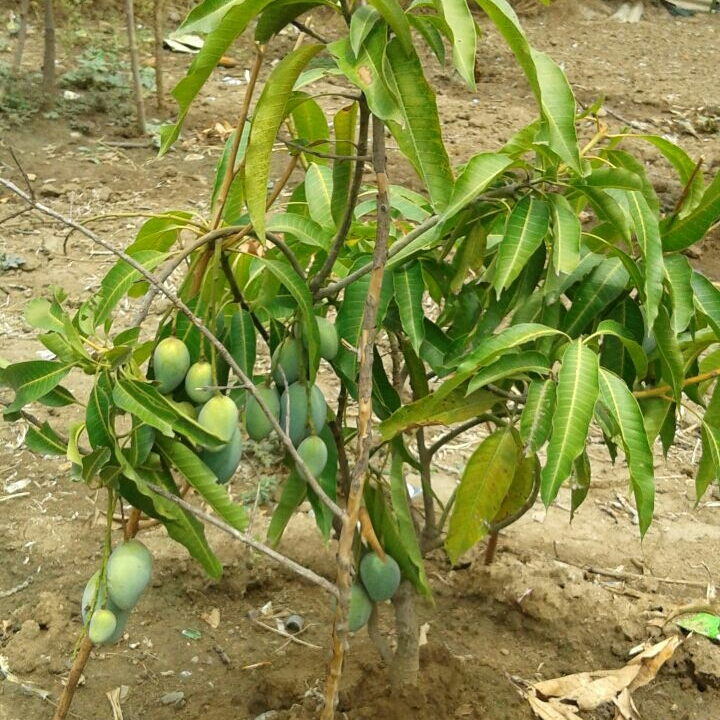 Plant image Mangifera Indica