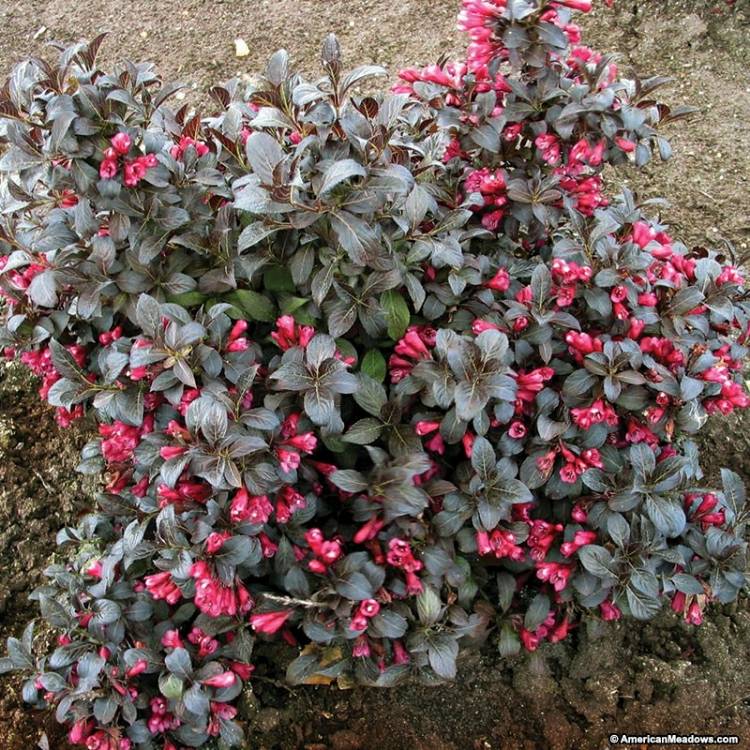 Plant image Weigela 'Dark Horse'