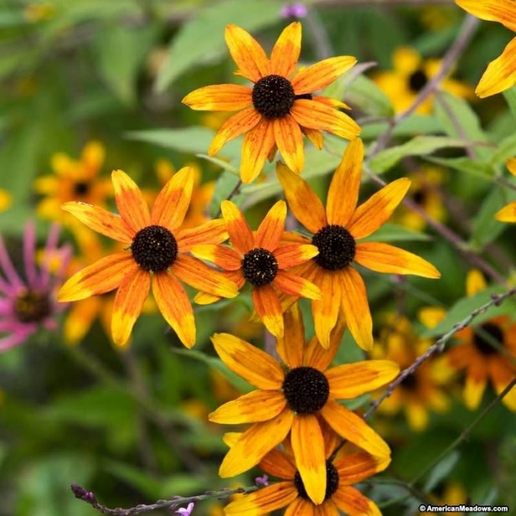 Plant image Rudbeckia triloba 'Prairie Glow'