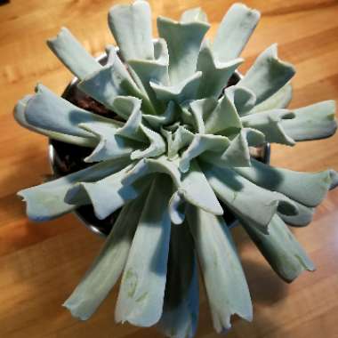 Echeveria Runyonii var. Topsy Turvy