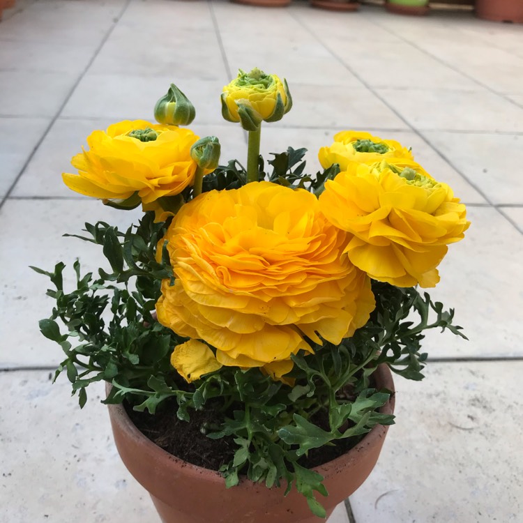 Plant image Ranunculus asiaticus 'Bloomingdale Mix' (Bloomingdale Series)