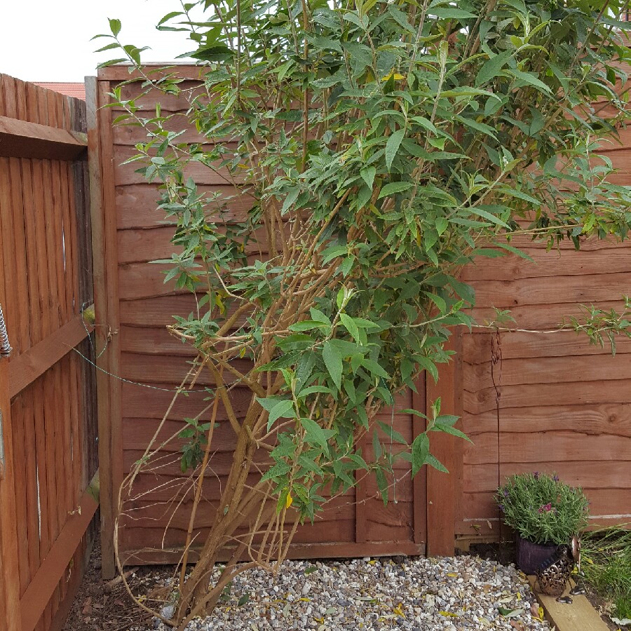 Butterfly Bush