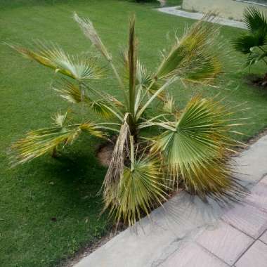 Washingtonia robusta