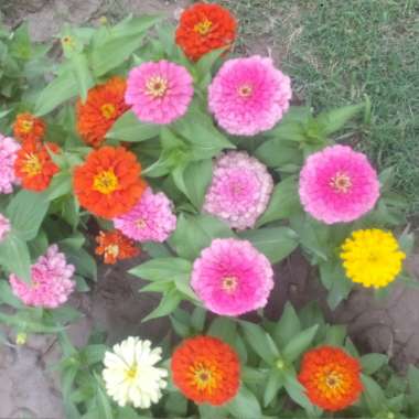 Zinnia 'Hot Mix'