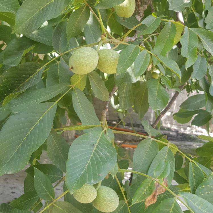 Plant image Juglans regia