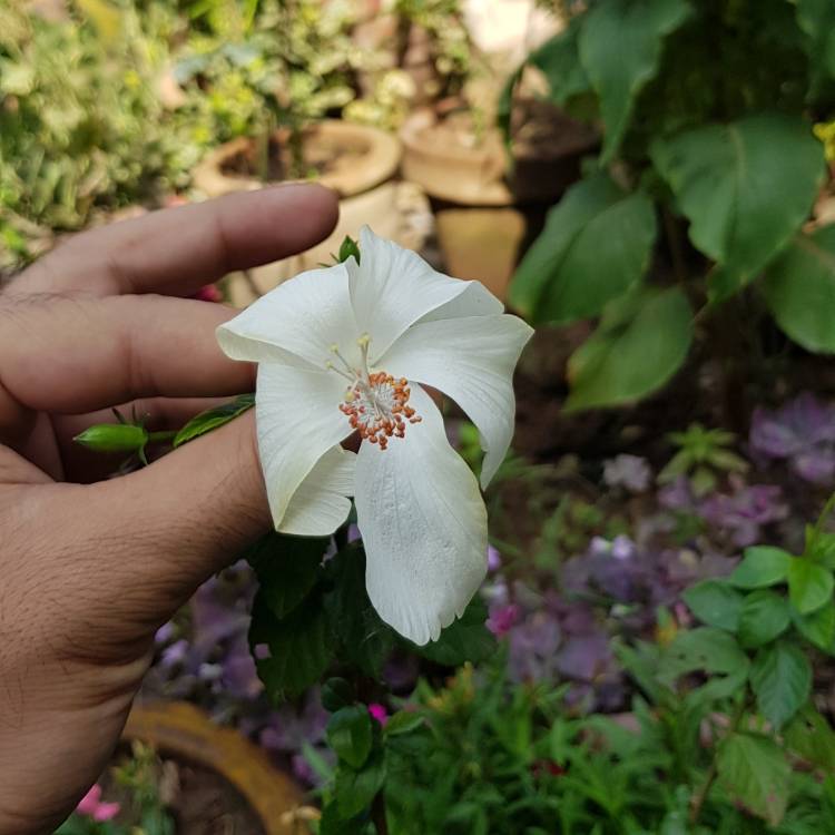 Plant image Hibiscus rosa-sinensis 'Bridal Veil'