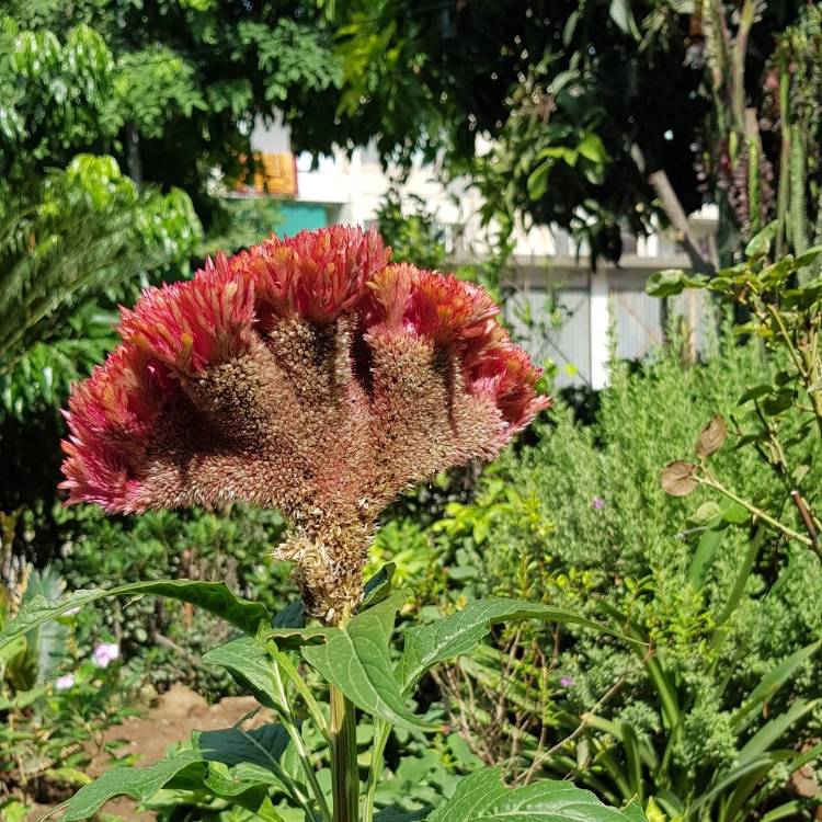 Plant image Celosia argentea