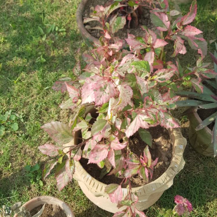 Plant image Hibiscus Rosa-Sinensis 'Red Hot'