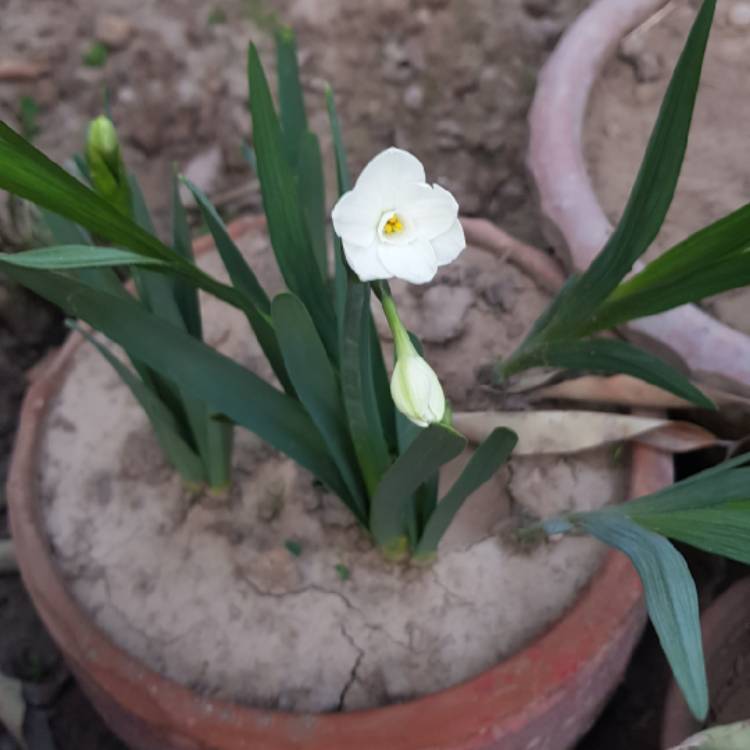 Plant image Narcissus 'Salome'