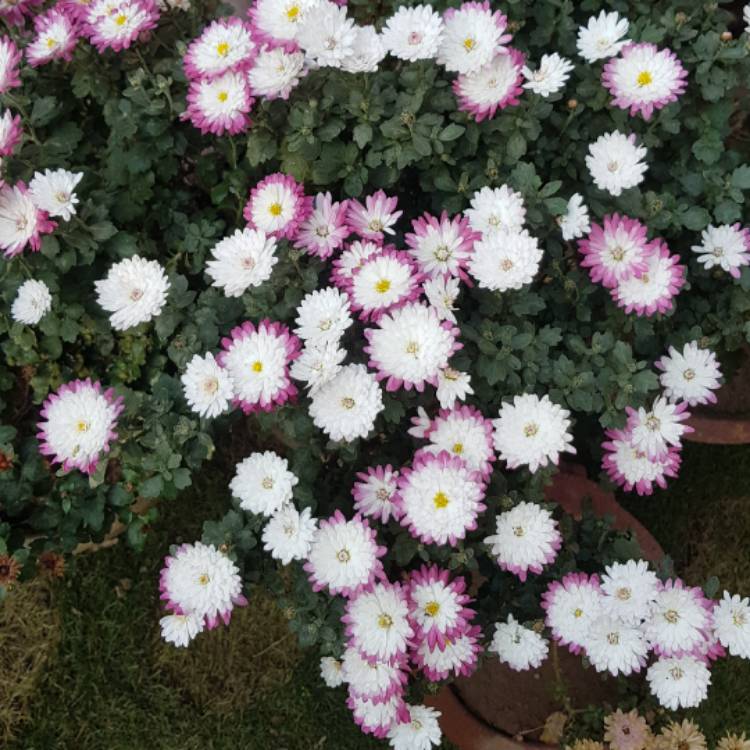 Plant image Chrysanthemum 'Baby Tears'