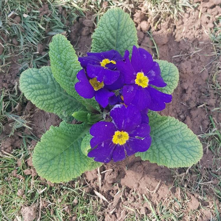 Plant image Primula acaulis 'Woodland Walk' series