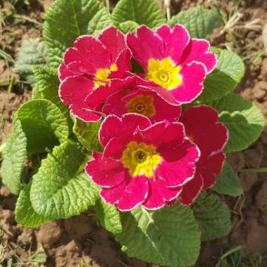 Primula Kennedy Irish series 'Innisfree'