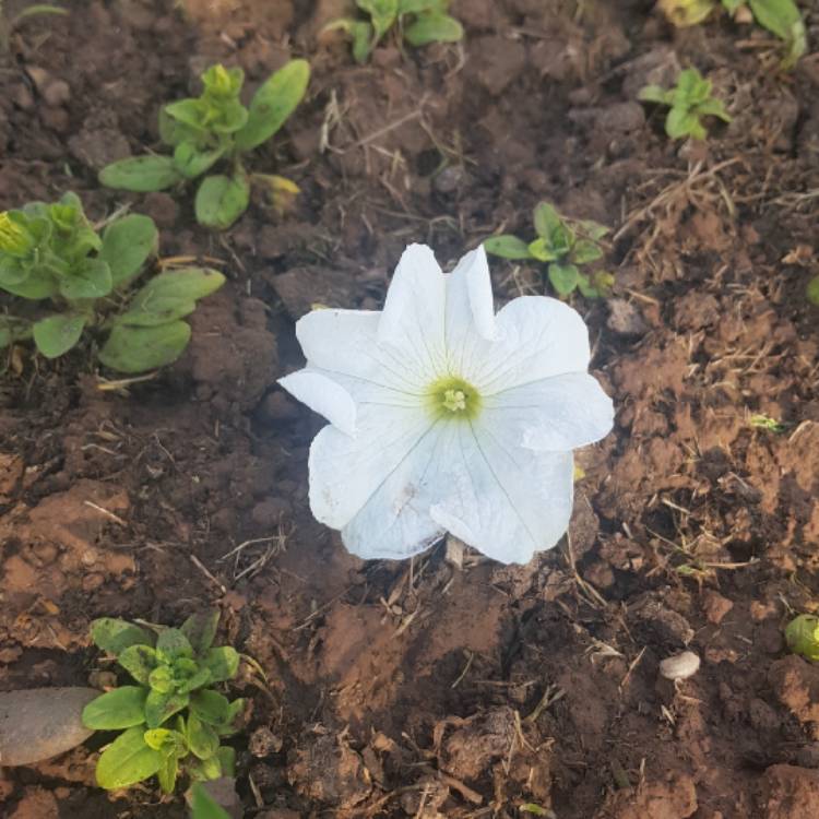 Plant image Petunia 'Revolution White' (Surfinia Series) syn. Petunia 'White'