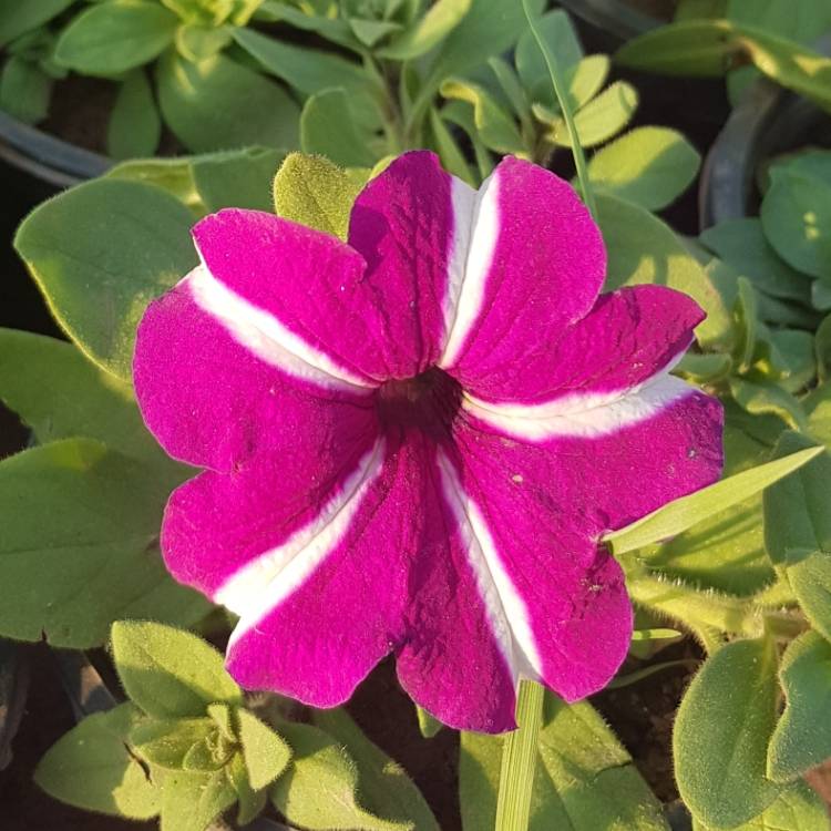 Plant image Petunia 'Designer Red Star'