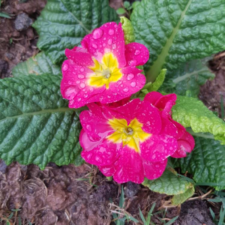 Plant image Primula acaulis 'Primlet Rose'