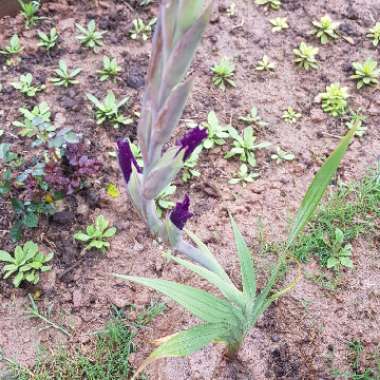 Gladiolus 'Blue Isle'