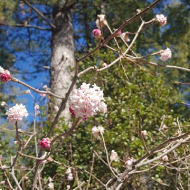 Prunus dulcis  syn. Prunus amygdalus