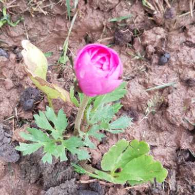 Ranunculus