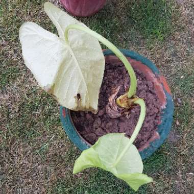 Alocasia