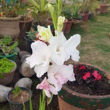 Gladiolus 'White Prosperity'